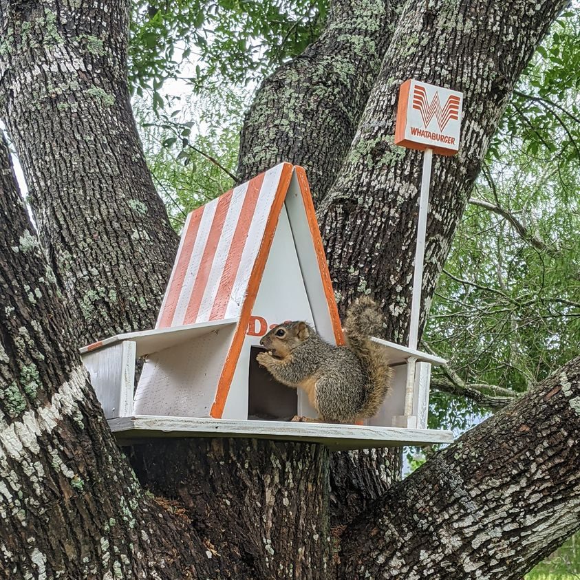 a squirrel sitting at a mini whataburger house in a tree