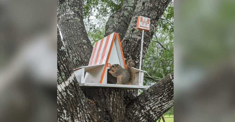 squirrel in whataburger house