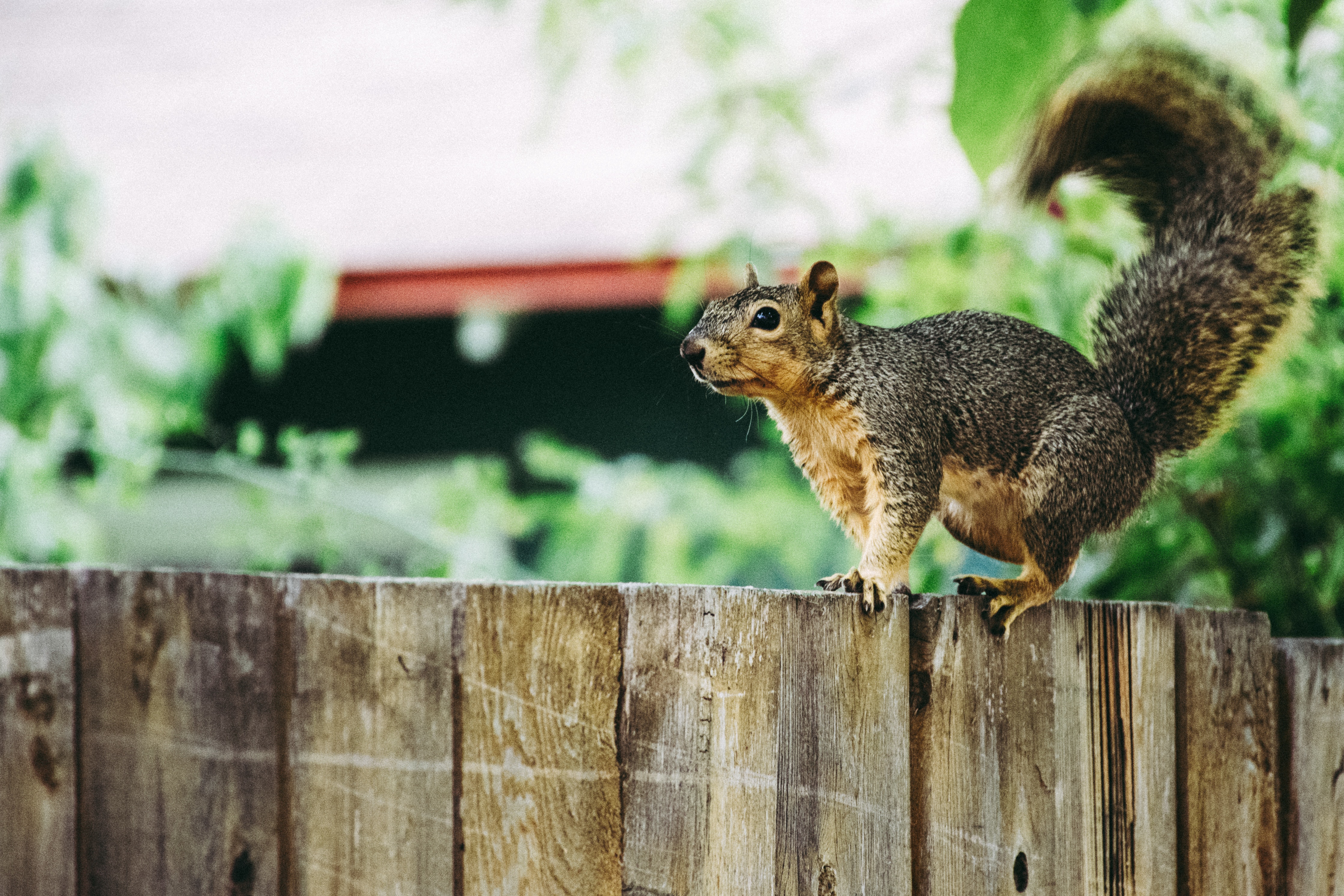 a squirrel on a fence