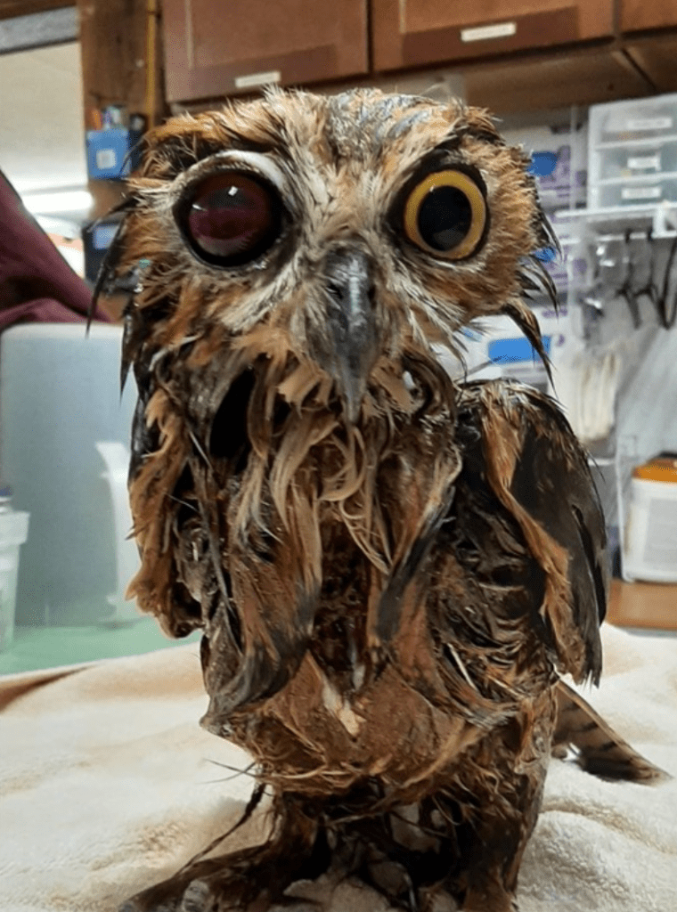 stinky owl