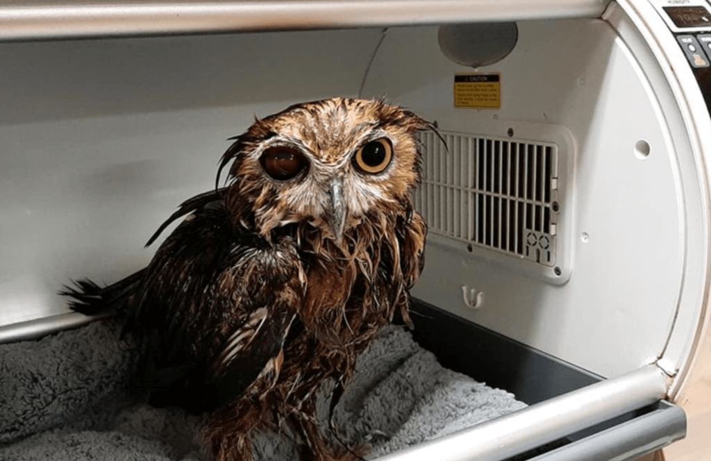stinky owl recovering