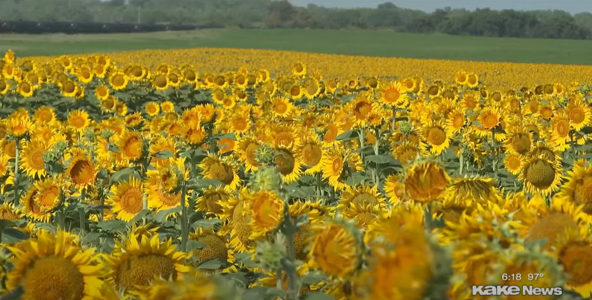 A field of sunflowers.