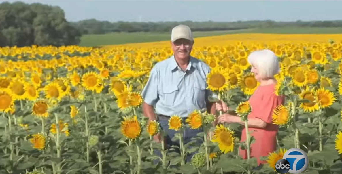 Lee and Renee smile as they stand in a field of sunflowers. Renee holds one of the flowers in her hand.
