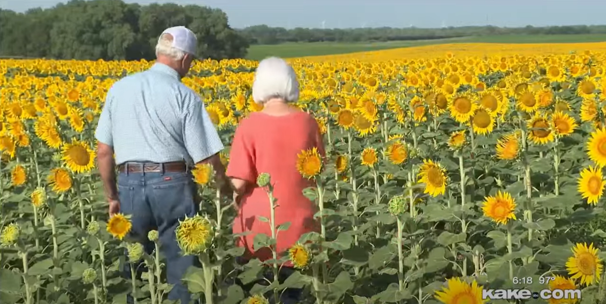 Lee and Renee walk into the field of sunflowers, their backs toward the camera. They're holding hands.