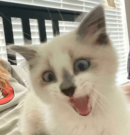 surprised white cat