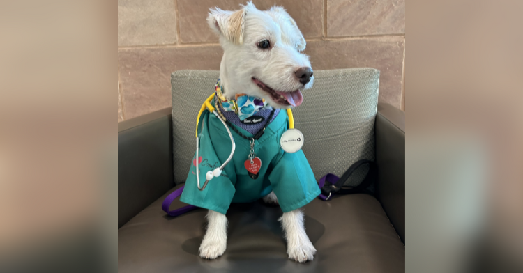 Therapy dog wearing medical gear.