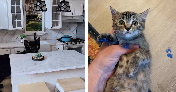 A two-photo collage. The first shows a small black cat looking huge because she's standing partially behind a kitchen island in a dollhouse kitchen. The second photo shows someone taking the photo with one hand while, with their other hand, they hold a kitten. The kitten has blue paint on their paws. On the floor behind them are blue paint spots.