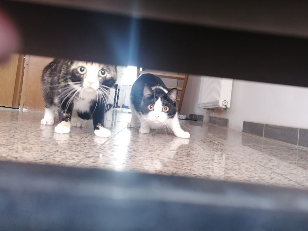 View through a mail slot of two cats investigating the mail slot, both of which are in positions that suggest they're going to attack at any second.