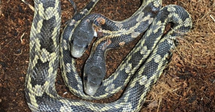 Two-headed snake curled up.