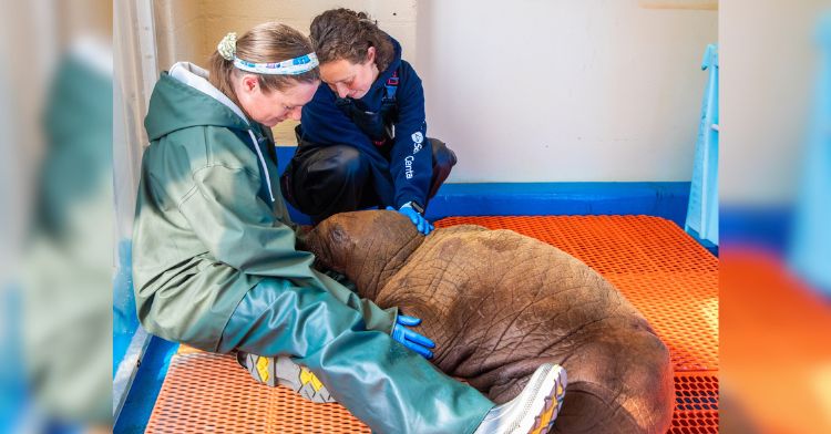 A rescued baby walrus gets cuddles from staff members.