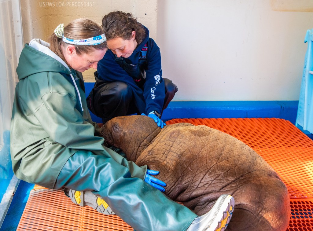 A rescued baby walrus gets cuddles from staff members. 