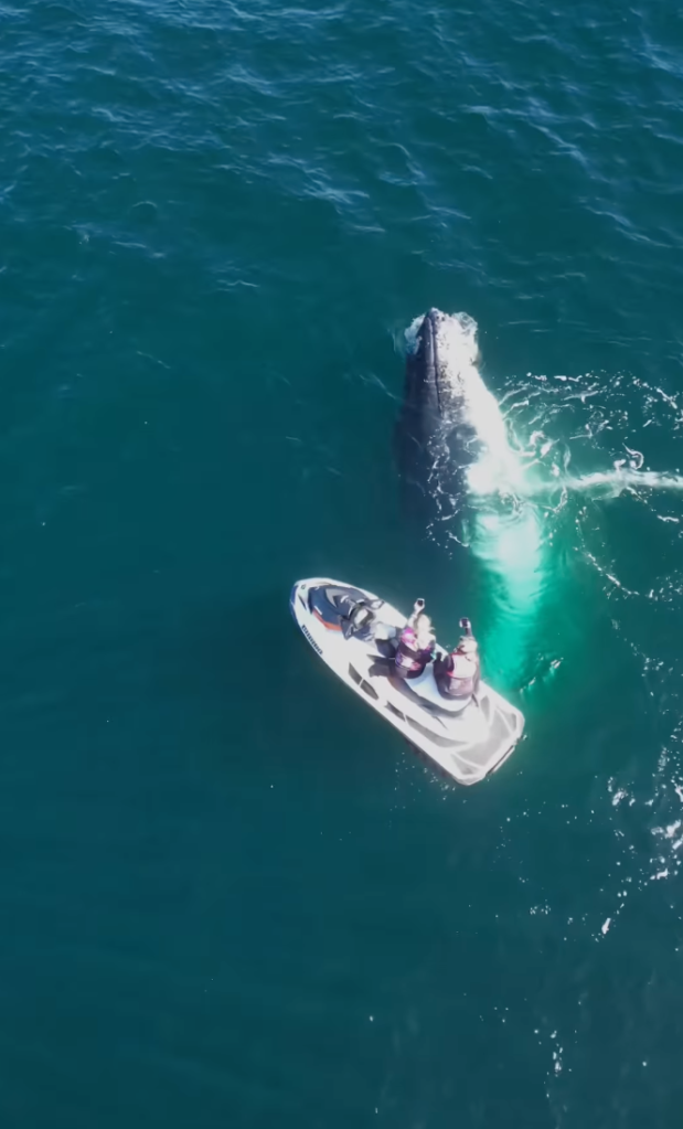 humpback whale jet skiers