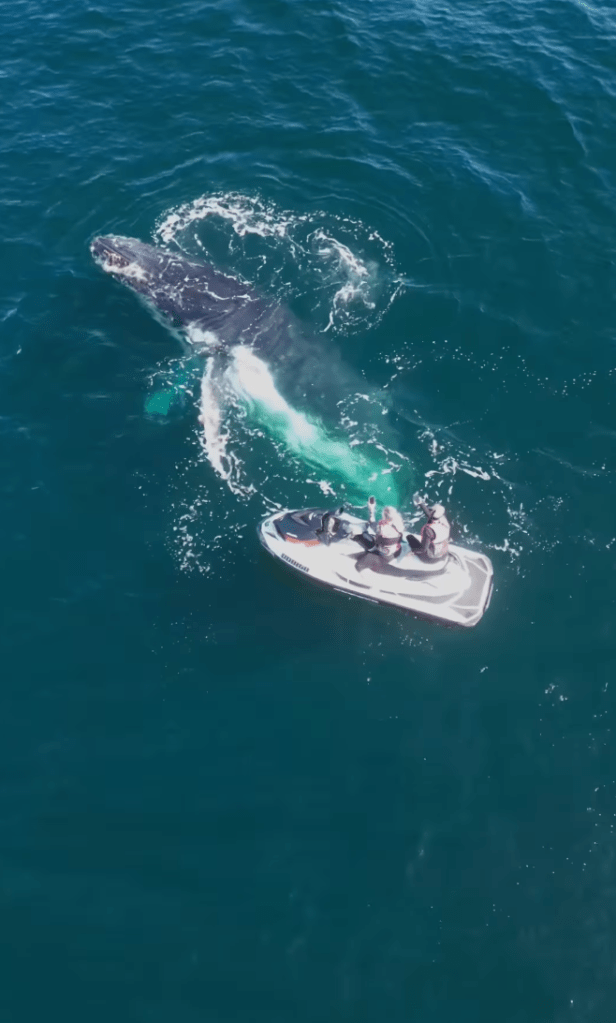 humpback whale and jet ski