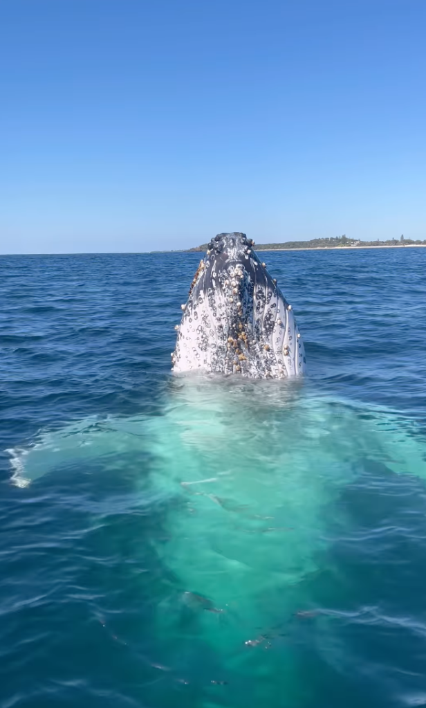 humpback whale