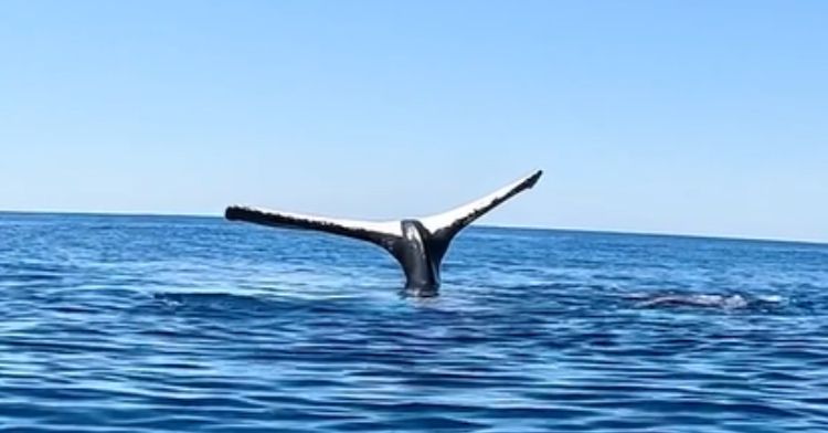 Scientists aren't sure why whales display their tails.