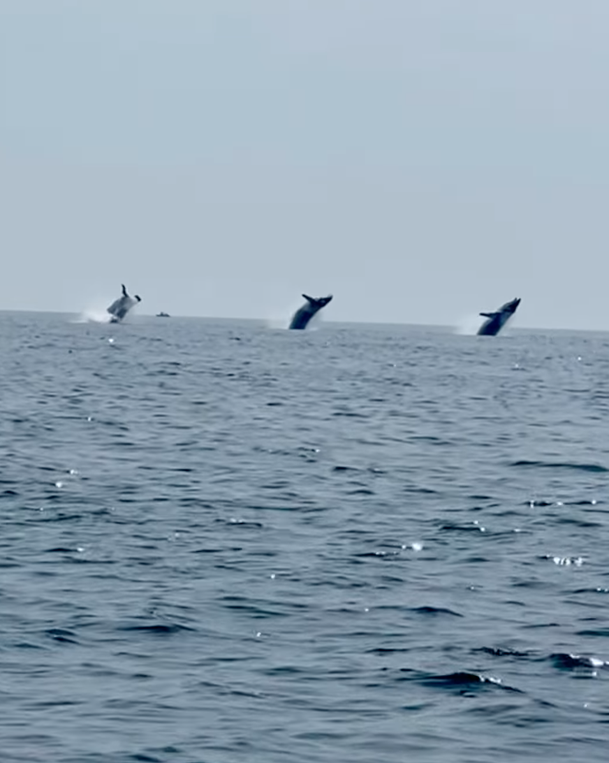 three whales breach simultaneously