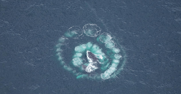 Whales hunting in Massachussets.