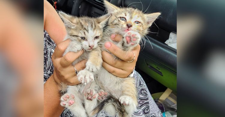 Two kittens were found hitchhiking in a woman's car.