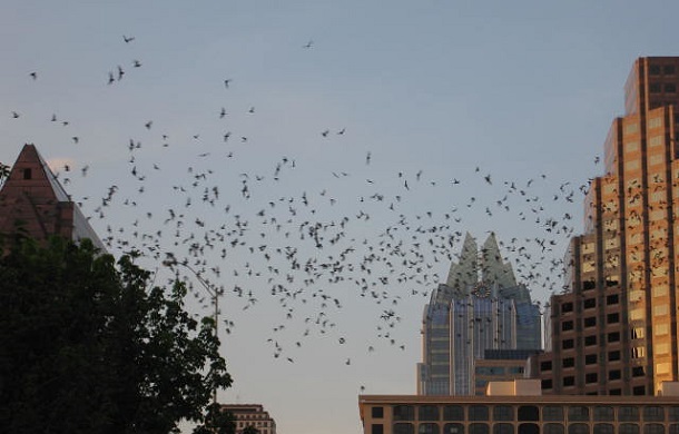 Largest urban bat colony in Auston, Texas taking flight.
