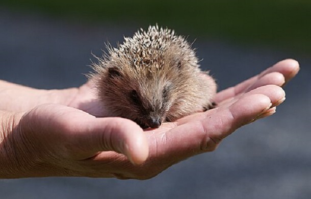 French speakers can't pronounce Hedgehog. Image shows a juvenile hedgehog held on the palm of the right hand of a human.