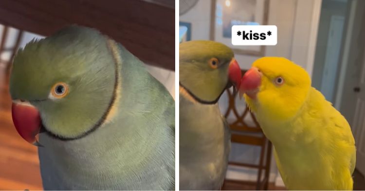 Beaker the Indian Ringneck in the left frame. In the right frame Beaker appears with his girlfriend, Tinkerbell.