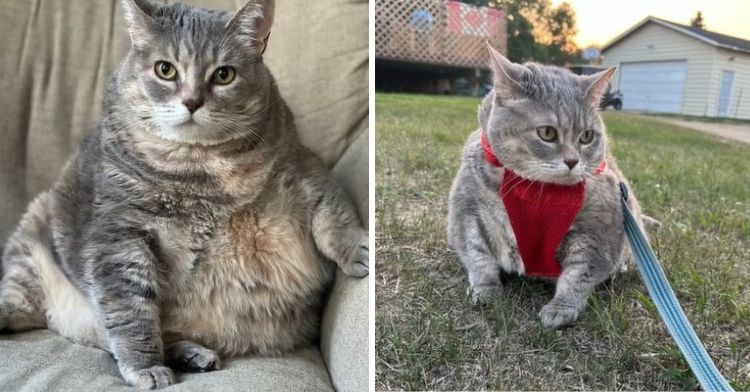Image shows two panels, On the left is Bertha, a very chonky cat as she embarks on a weight loss journey. The right panel is Bertha taking a walk on a leash after losing about 8 to 10 pounds.