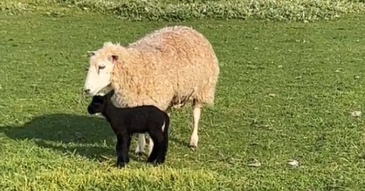 A white ewe with a very young black lamb in an open pasture.