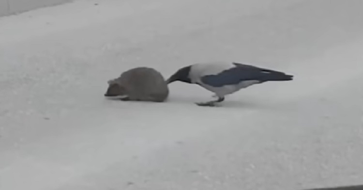 Image shows a hooded crow poking a hedgehog with its beak to encourage the tiny animal to finish crossing a road.