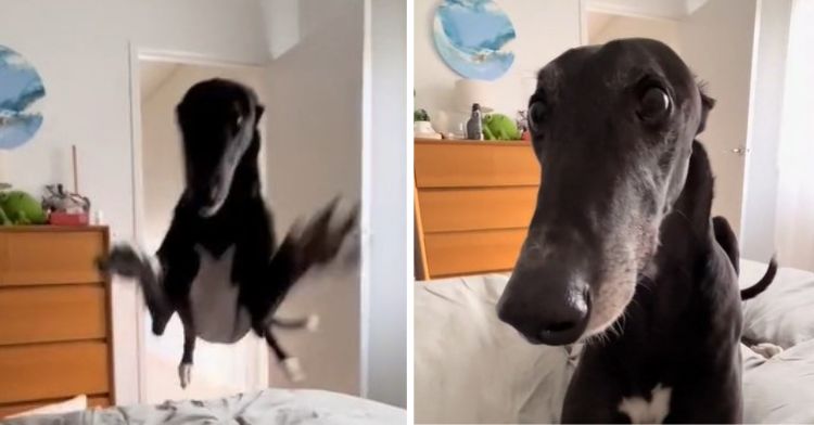 Image shows Chilli the Greyhound leaping in the left frame and landing in the right frame.