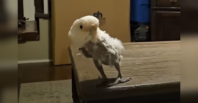 Image shows Griffi the Dancing Cockatoo dancing on a tabletop.