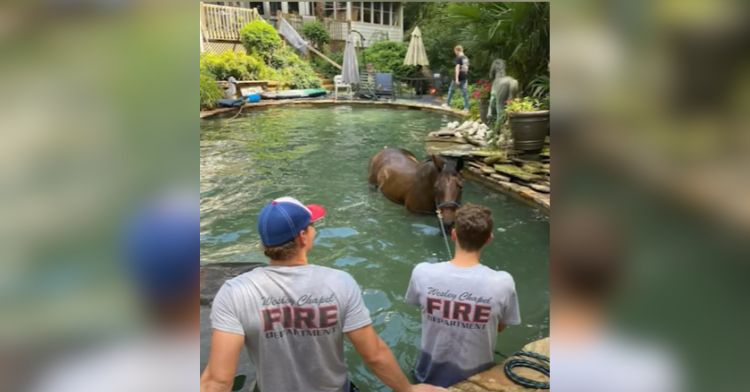 Firefighters in a pool during a rescue operation for a horse that was trapped.