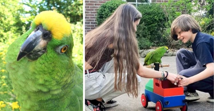 Image shows a closeup of Paco the Amazon parrot on the left and an image with his two human "siblings" playing with him on the right.