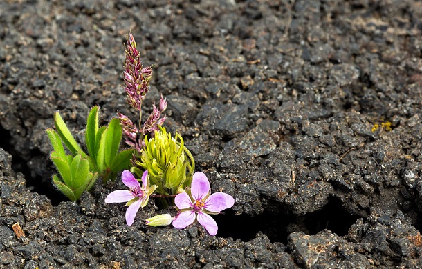 Image shows small pink flowers blooming through a crack in asphalt pavement. Gratitude abounds.