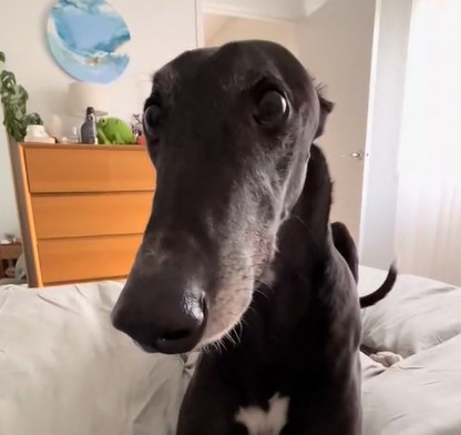 Image shows Chilli the greyhound up close, staring at his mom.