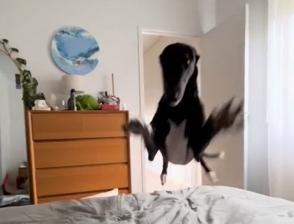 Image shows Chilli the greyhound leaping through the air to land on a bed.