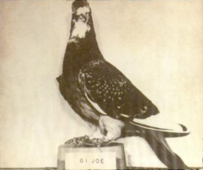 This pigeon delivered messages during WWII.