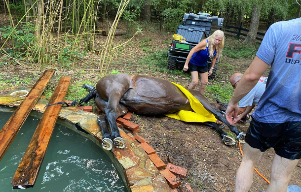 Image shows a horse laying on its side following a rescue from a pool it had been trapped in. A vet is bending down near the horse's head and a firefighter who assisted with the rescue in standing in the foreground.