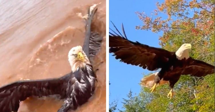 bald eagle rescue