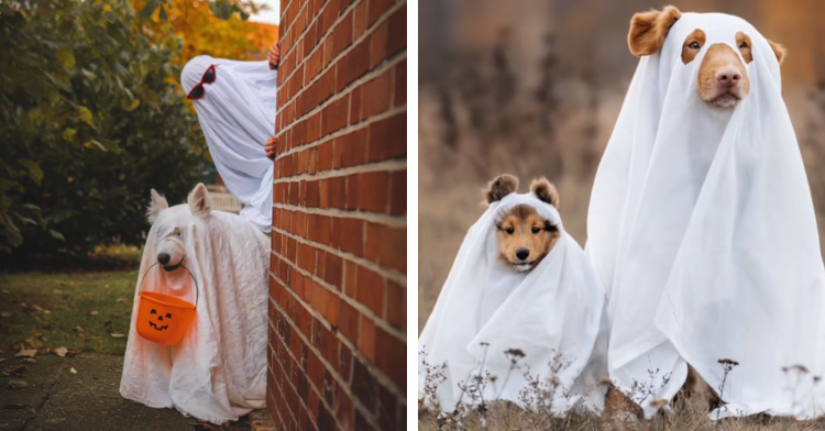 dogs dressed as ghosts