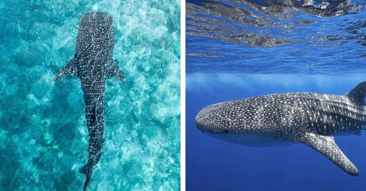 whale sharks