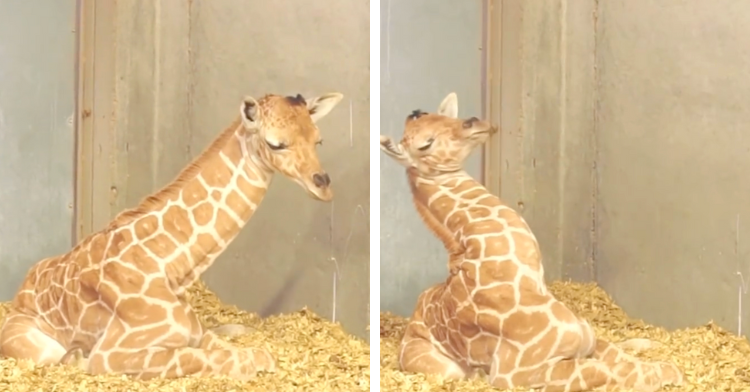 baby giraffe falls asleep