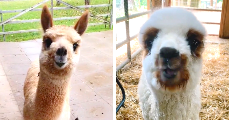 adorable alpacas