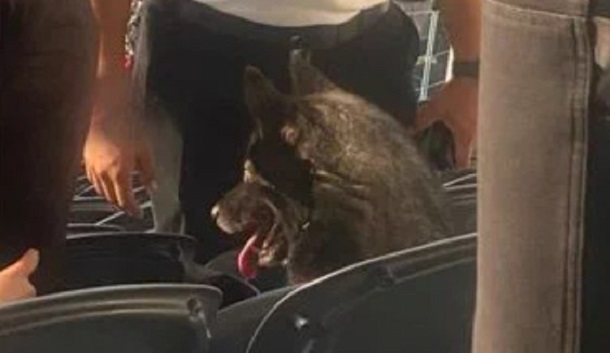 dog crashes metallica show, sits in seat