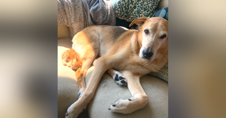 raylan the dog raises a kitten