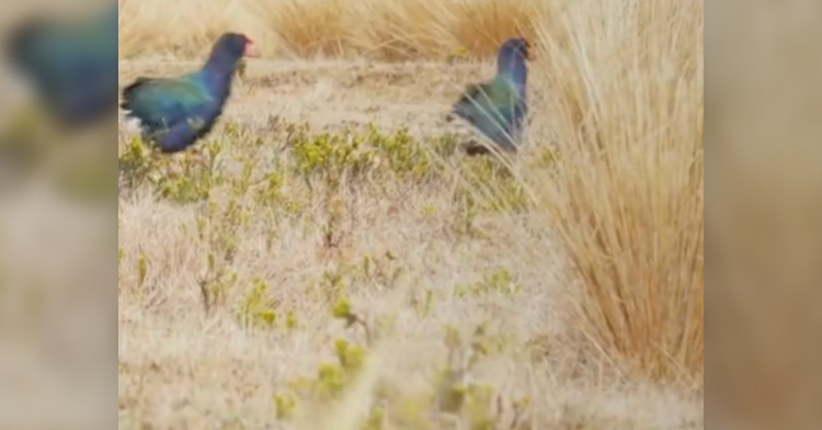 takahe