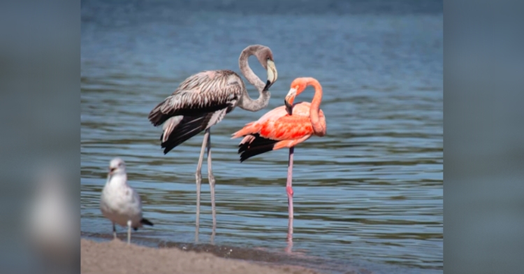 flamingos in the U.S.