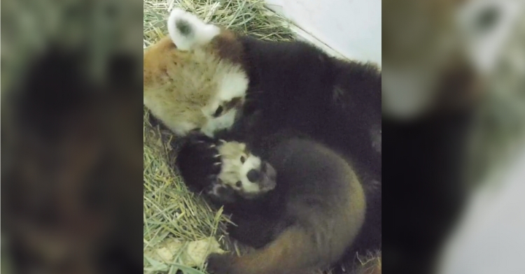 baby red panda