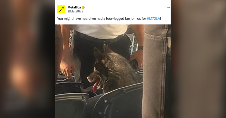 dog crashes metallica concert