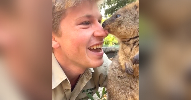 robert irwin and quokka