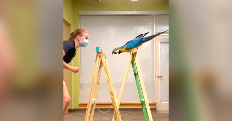 parrot learns to fly